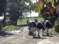 Cows come home for milking at 3pm