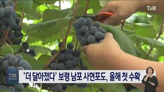 [0702 TJB 8시뉴스]'더 달아졌다' 보령 남포 사현포도, 올해 첫 수확