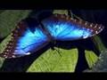 Romance anonyme - Jeux interdits