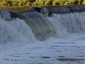 Coho Salmon at 210FPS