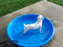 Bossier Goes to Fort Woof (Part 4)