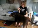 Dog Drumming