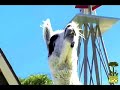 Reindeer Romp TV Commercial