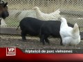 Свиноводство: Fripturica de porc vietnamez