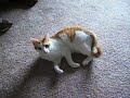 Silly Kitty