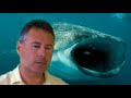 Whaleshark