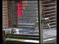 tsuki-the-blue-quaker-parrot-enjoys-time-out.html