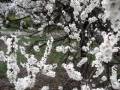 videos de Kiev, Ukraine: Apricots Flowers