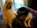 videos de Parrot Loves Cat.flv