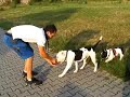 William Französische Bulldogge French Bulldog --- ohne Ton