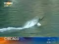 humped-by-a-dolphin.html