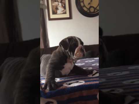 Blue is available for his forever family! He is going to be a wonderful Bulldog!