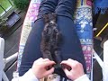 cupid cat-down down do your dance- ein gruß an schluppi
