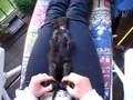 cupid cat-down down do your dance- ein gruß an schluppi