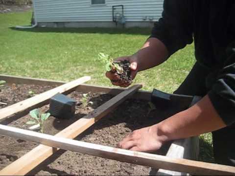 how to transplant vegetables