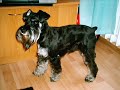 M�j kochany Fifi