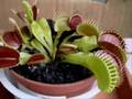 Venus Fly Trap Timelapse - Grows two mouths