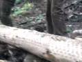 videos de Timber Sports in Solingen1