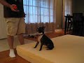 Bug vs. Measuring Tape: crazy boston terrier