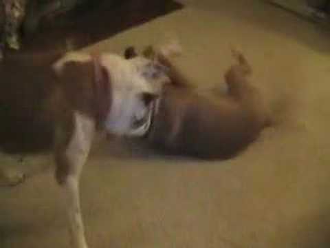 Another crazy dogfight!!!