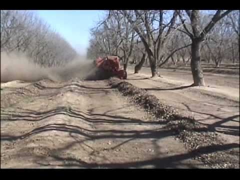 how to harvest pecans