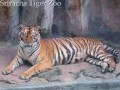 Sriracha Tiger Zoo