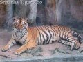 Sriracha Tiger Zoo