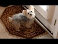 Barking puppy keeps the squirrels away
