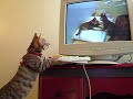 Cat Wrestling - Review and Analysis Cat Wrestling - Review and Analysis