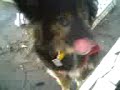 Luna comiendo un queso..mp4
