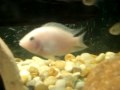 meu aquário de engorda de 100 litros..nele estão 1 oscar tigre, 1 tilapia rendalli, 2 lambaris, 3 nigros, 5 cascudos diversos e alguns lips..todos os jumbos já tem um destino..uma piscina de 1000l que vou montar somente prar ciclideos jumbos, cascudos e 1 aruanã.. 