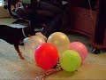 suki kills balloons