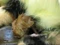 feral-cat-delivering-kitten-1-breech.html
