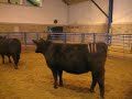 Angus Heifers Angus Heifers