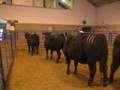 Angus Heifers
