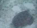 Green Sea Turtle Maldives Underwater