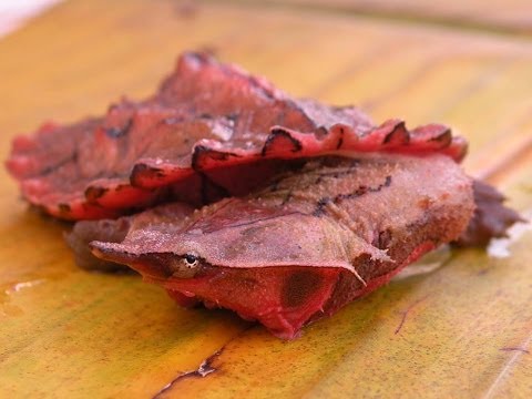 YouTube reptile video