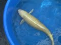 28\" Yamabuki Ogon - Female 28\" Yamabuki Ogon - Female