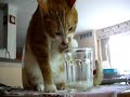 Cat drinks milk from Paws