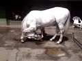 houlie bowing