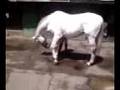 houlie bowing