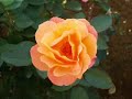 niji no hoshi (New Mix)  ?Rose garden?