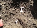 Skulls of Walnut Hill