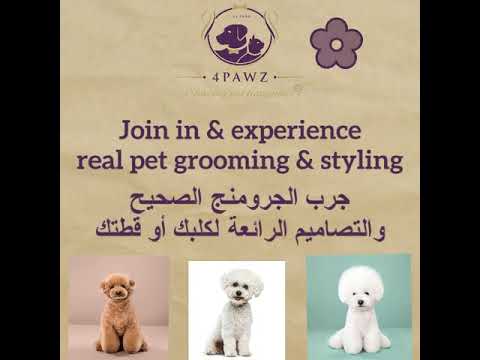 Dog & Cat Grooming Perfected at 4Pawz
