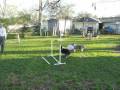 Fun in the Backyard