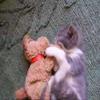 neko ^^ neko ^^