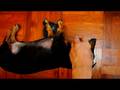 videos de Dachshund - his toy dumbbell (Part 3)