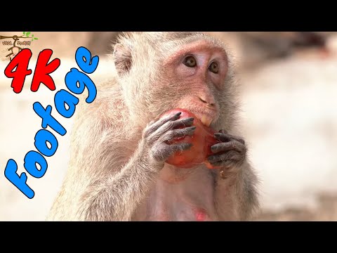 Những Cảnh Quay Đẹp Chất Lượng 4K Về Loài Khỉ Tập 25
