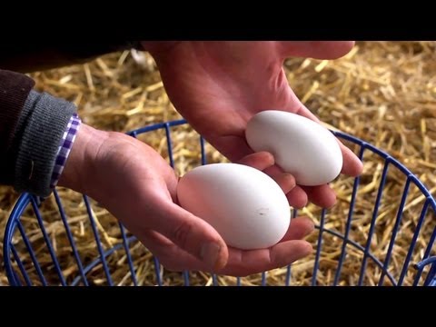 how to harvest duck eggs