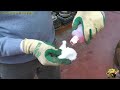 www.giardinaggio.it - In collaborazione con la sezione video di Giardinaggio.it Molte piante non trovano in appartamento un clima ideale per il loro sviluppo; il riscaldamento domestico, annaffiature scarse o eccessive, il passaggio di persone in prossimità delle foglie, favoriscono spesso l'insorgere di parassiti fungini o privano le piante delle difese contro l'invasione di alcuni insetti o acari. Il clima asciutto e caldo dell'appartamento e talvolta lo scarso ricambio d'aria che si può riscontrare in prossimità delle piante favoriscono in particolare l'insediarsi di colonie di acari, cocciniglie e mosche bianche. Gli acari sono ragni di dimensioni minuscole, che succhiano la linfa dal fogliame, lasciandolo ingiallito, maculato, opaco. La cocciniglia è un piccolo insetto che si riunisce in colonie; si notano in particolare gli esemplari adulti che producono uova celandole al di sotto di piccoli scudetti rigidi o gommosi, molto ben visibili in particolare sul fusto in prossimità dei piccioli delle foglie, o sulle pagine inferiori del fogliame, vicino alle venature. Le mosche bianche invece sono mosche piccolissime, che colonizzano la pagina inferiore delle foglie, e si spostano in piccoli sciami quando muoviamo la pianta. Altri parassiti molto comuni sono gli afidi, che si sviluppano in particolare in primavera, sulle piante ricche di fiori e di germogli e sulle piante da balcone; si tratta di piccoli insetti dotati di ali, che colonizzano i boccioli floreali ei <b>...</b>